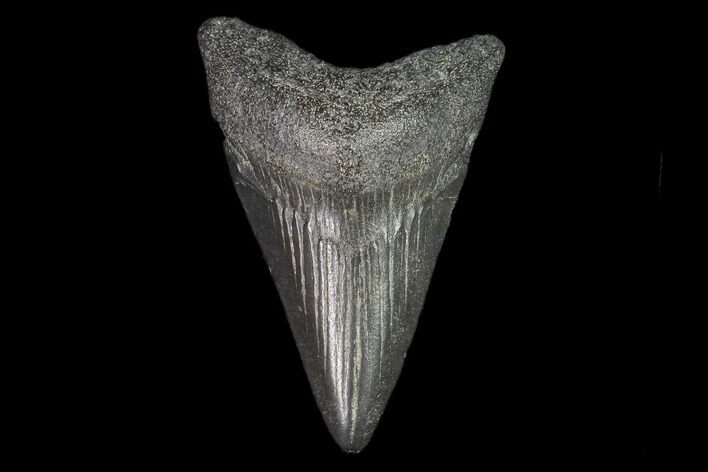 Juvenile Megalodon Tooth - Georgia #101399